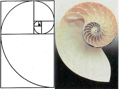 Chambered Nautilus_Golden Ratio